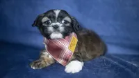 Iggy, a male Shih Tzu for sale in Fort Scott, KS – 6 of 7