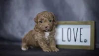 Phoebe, a female Poodle - Toy  for sale in Fort Scott, KS – 5 of 6