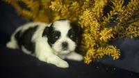 Bailey, a female Shih Tzu for sale in Fort Scott, KS – 4 of 5