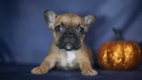 Rocky, a male French Bulldog for sale in Fort Scott, KS – 5 of 5