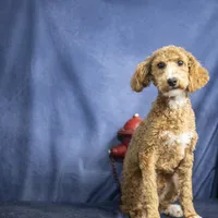 Rev, a male Poodle - Miniature  for sale in Fort Scott, KS – 10 of 10