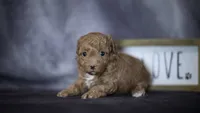 Phoebe, a female Poodle - Toy  for sale in Fort Scott, KS – 6 of 6