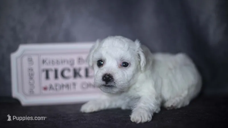 Jada, a female Bichon Frise for sale in Fort Scott, KS – 1 of 4