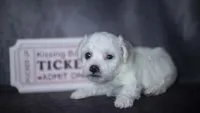 Jada, a female Bichon Frise for sale in Fort Scott, KS – 1 of 4