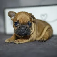 Ruby, a female French Bulldog for sale in Fort Scott, KS – Photo 1 of 5