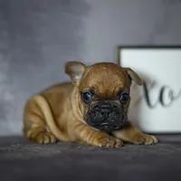 Ruby, a female French Bulldog for sale in Fort Scott, KS – Photo 2 of 5