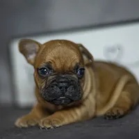 Ruby, a female French Bulldog for sale in Fort Scott, KS – Photo 4 of 5