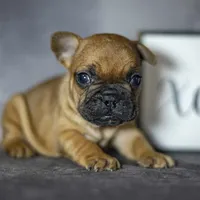 Ruby, a female French Bulldog for sale in Fort Scott, KS – Photo 5 of 5