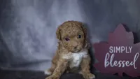 Penelope, a female Poodle - Toy  for sale in Fort Scott, KS – 4 of 5