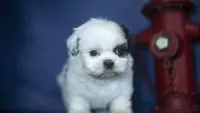 Ice, a male Shih Tzu for sale in Fort Scott, KS – 4 of 5
