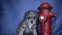 Goose, a male Poodle - Toy  for sale in Fort Scott, KS – 5 of 5