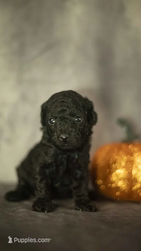 Layla – Poodle - Toy  puppy for sale in Fort Scott, KS