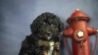Henry, a male Poodle - Toy  for sale in Fort Scott, KS – 1 of 9