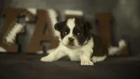 Brody, a male Shih Tzu for sale in Fort Scott, KS – 2 of 5