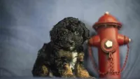 Henry, a male Poodle - Toy  for sale in Fort Scott, KS – 3 of 9