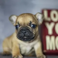 Rascal, a male French Bulldog for sale in Fort Scott, KS – Photo 2 of 4