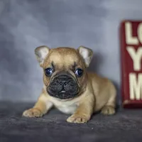 Rascal, a male French Bulldog for sale in Fort Scott, KS – Photo 1 of 4