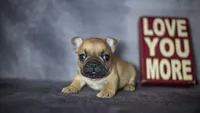 Rascal, a male French Bulldog for sale in Fort Scott, KS – Photo 1 of 4