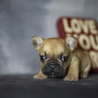 Rascal, a male French Bulldog for sale in Fort Scott, KS – Photo 3 of 4