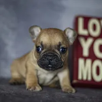 Rascal, a male French Bulldog for sale in Fort Scott, KS – Photo 4 of 4
