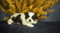 Bailey, a female Shih Tzu for sale in Fort Scott, KS – 5 of 5