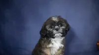 Iggy, a male Shih Tzu for sale in Fort Scott, KS – 3 of 7