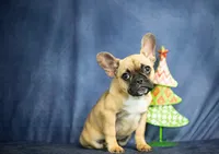 Jessica, a female French Bulldog for sale in Fort Scott, KS – Photo 2 of 3
