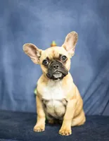 Jessica, a female French Bulldog for sale in Fort Scott, KS – Photo 3 of 3