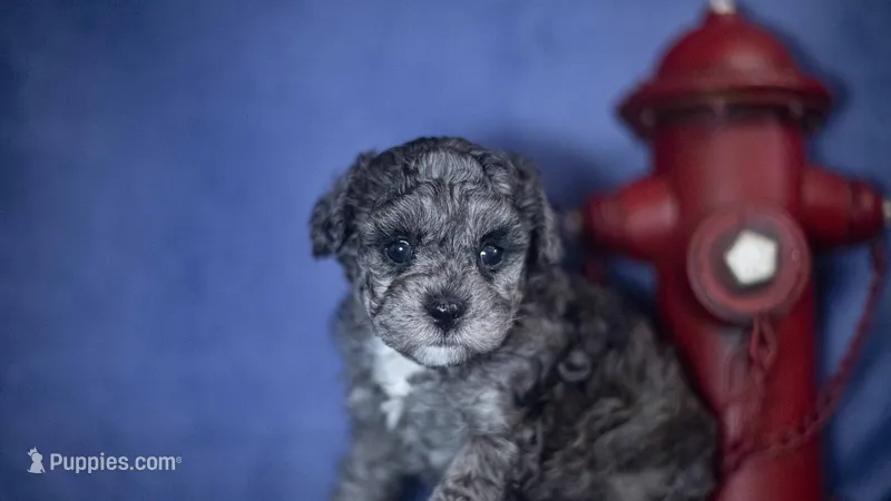 Goose, a male Poodle - Toy  for sale in Fort Scott, KS – 1 of 5