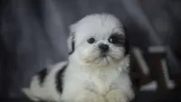 Ice, a male Shih Tzu for sale in Fort Scott, KS – 2 of 6