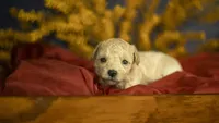 Libby, a female Poodle - Toy  for sale in Fort Scott, KS – 3 of 5