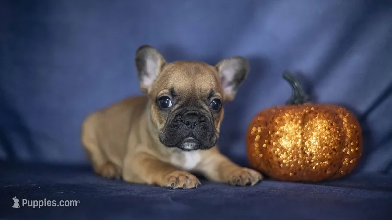 Rocky – French Bulldog puppy for sale in Fort Scott, KS