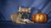 Rocky, a male French Bulldog for sale in Fort Scott, KS – 1 of 5