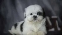 Ice, a male Shih Tzu for sale in Fort Scott, KS – 5 of 6
