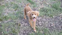 Rev, a male Poodle - Miniature  for sale in Fort Scott, KS – 3 of 10