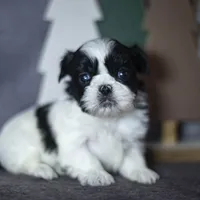 Ryan, a male Shih Tzu for sale in Fort Scott, KS – Photo 3 of 4