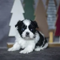 Ryan, a male Shih Tzu for sale in Fort Scott, KS – Photo 1 of 4