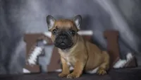 Rhett, a male French Bulldog for sale in Fort Scott, KS – 2 of 6