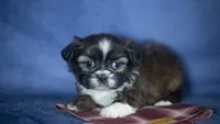 Iggy, a male Shih Tzu for sale in Fort Scott, KS – 7 of 7
