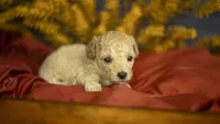 Libby, a female Poodle - Toy  for sale in Fort Scott, KS – 2 of 5