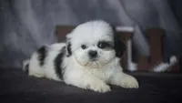Ice, a male Shih Tzu for sale in Fort Scott, KS – 6 of 6