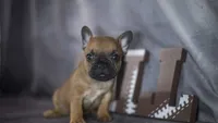 Rhett, a male French Bulldog for sale in Fort Scott, KS – 5 of 6