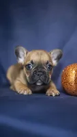 Rocky, a male French Bulldog for sale in Fort Scott, KS – 4 of 5