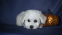 Jolene, a female Bichon Frise for sale in Fort Scott, KS – 4 of 5