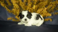 Bailey, a female Shih Tzu for sale in Fort Scott, KS – 2 of 5