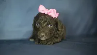 Hannah, a female Poodle - Toy  for sale in Fort Scott, KS – 10 of 10