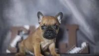 Rhett, a male French Bulldog for sale in Fort Scott, KS – 3 of 6