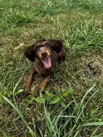 Kiki, a female Poodle - Toy  for sale in Fort Scott, KS – 6 of 9