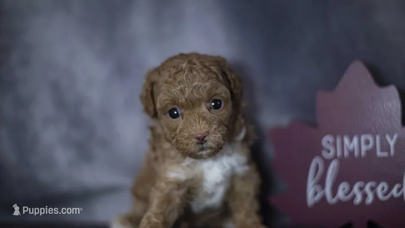 Penelope – Poodle - Toy  puppy for sale in Fort Scott, KS
