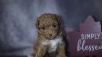 Penelope, a female Poodle - Toy  for sale in Fort Scott, KS – 1 of 5